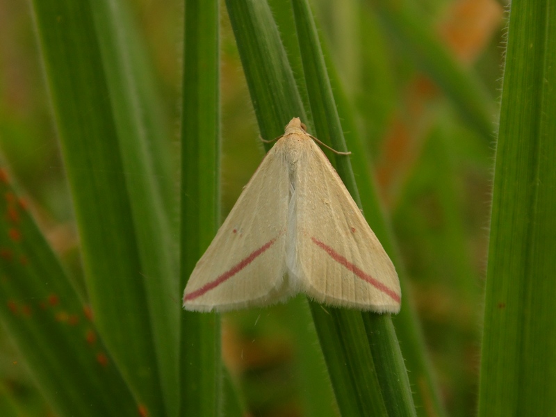 Lepidotteri del Parco del Roccolo da ID